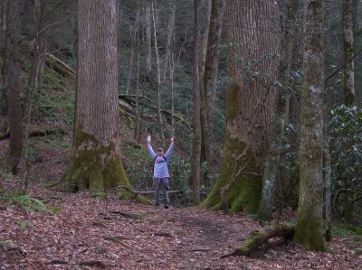 Jay hiking in Ramsay Cascades in the Great Smoky Mountains National Park - next to some old growth Tulip Poplar Trees